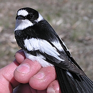 Collared Flycatcher